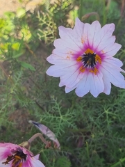 Monsonia speciosa