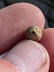 Callirhytis quercusagrifoliae