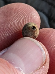 Callirhytis quercusagrifoliae