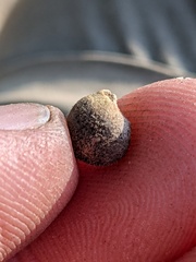 Callirhytis quercusagrifoliae