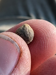 Callirhytis quercusagrifoliae