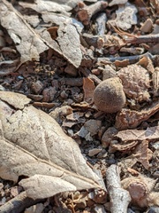 Callirhytis quercusagrifoliae