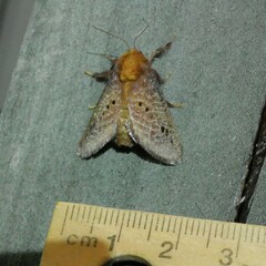 Doratifera quadriguttata