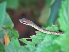 Dendrelaphis