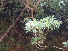 Brachyglottis kirkii