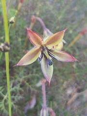 Monsonia speciosa