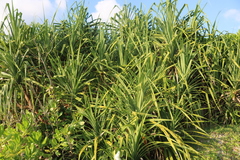 Pandanus