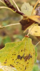 Eriophyes diversipunctatus