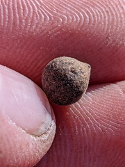 Callirhytis quercusagrifoliae