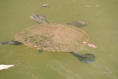Emydura macquarii