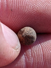 Callirhytis quercusagrifoliae