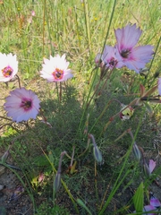 Monsonia speciosa