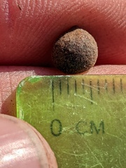 Callirhytis quercusagrifoliae