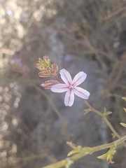 Plumbago europaea
