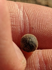 Callirhytis quercusagrifoliae