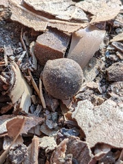 Callirhytis quercusagrifoliae