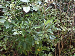 Brachyglottis kirkii