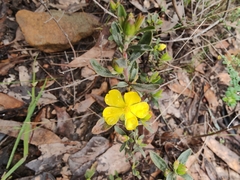 Hibbertia obtusifolia