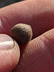 Callirhytis quercusagrifoliae