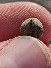 Callirhytis quercusagrifoliae