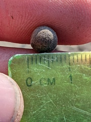 Callirhytis quercusagrifoliae