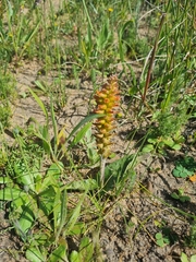 Lachenalia lutea