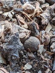 Callirhytis quercusagrifoliae