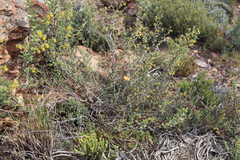 Moraea miniata