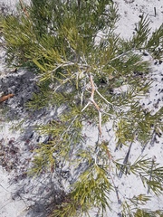 Asparagus lignosus