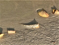 Periophthalmus argentilineatus