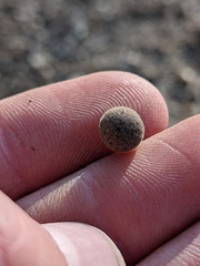 Callirhytis quercusagrifoliae