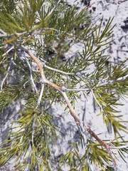 Asparagus lignosus