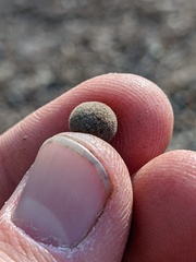 Callirhytis quercusagrifoliae