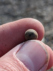 Callirhytis quercusagrifoliae