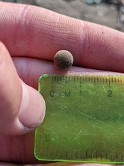 Callirhytis quercusagrifoliae