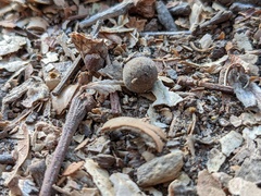 Callirhytis quercusagrifoliae