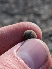 Callirhytis quercusagrifoliae