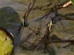 Periophthalmus argentilineatus