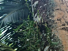 Dendrobium crumenatum