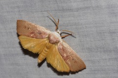 Cryptophasa rubescens