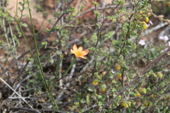 Moraea miniata