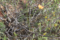 Moraea miniata