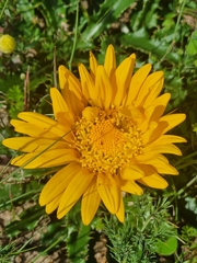 Berkheya armata