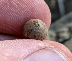 Callirhytis quercusagrifoliae