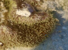 Stichodactyla gigantea
