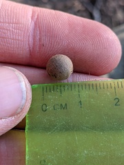 Callirhytis quercusagrifoliae