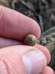 Callirhytis quercusagrifoliae