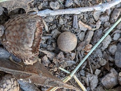 Callirhytis quercusagrifoliae