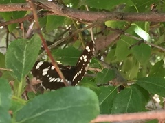 Neptis rivularis