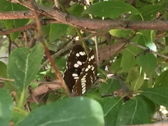 Neptis rivularis